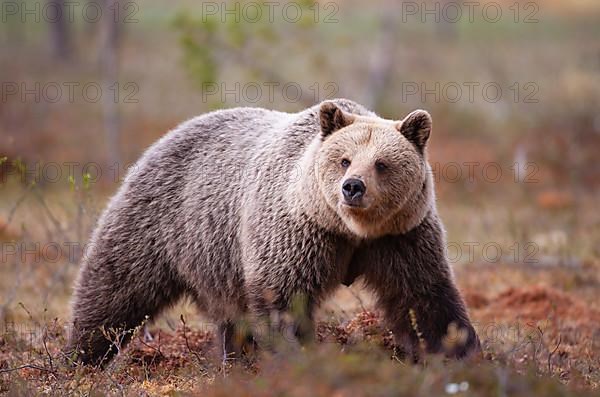 European brown bear