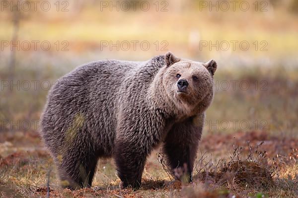 European brown bear