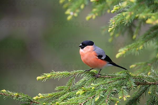 Northern bullfinch