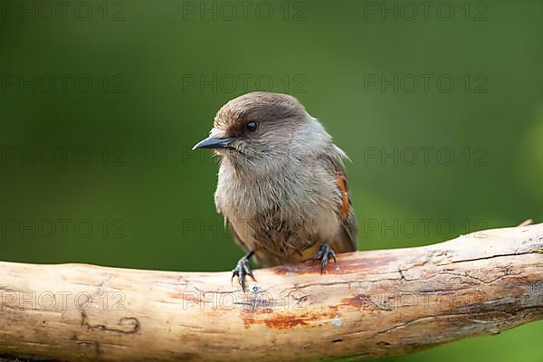 Siberian jay