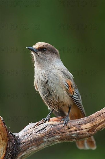 Siberian jay