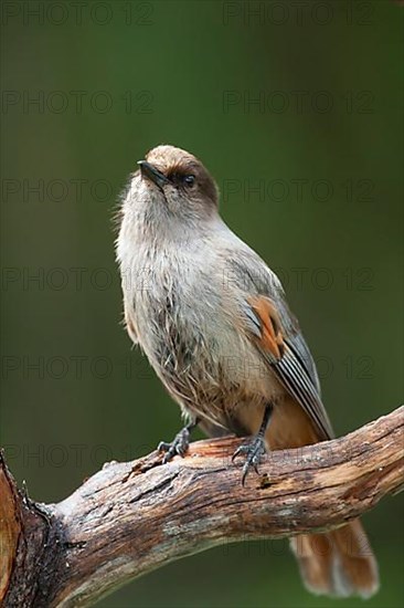 Siberian jay