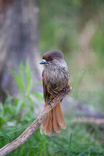 Siberian jay