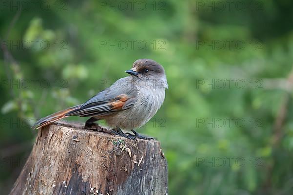 Siberian jay