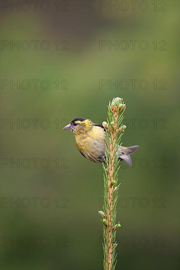 Siskin