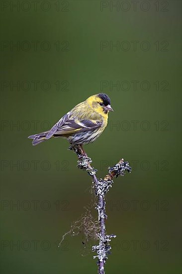 Siskin