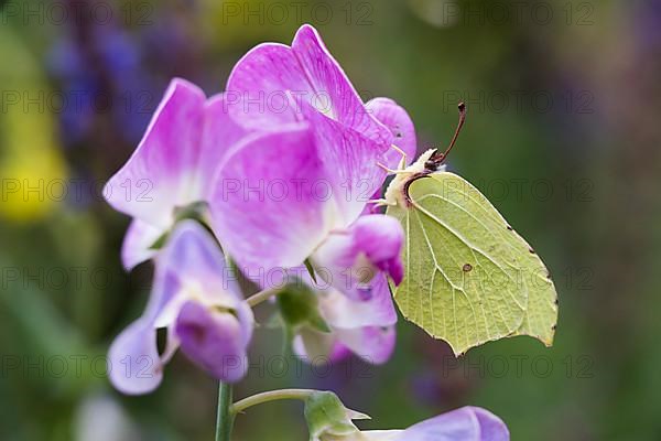 Brimstone