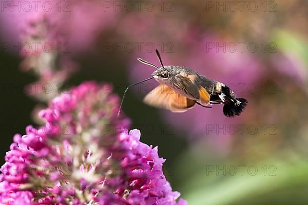 Hummingbird hawk-moth