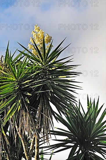 Flowering spanish bayonet