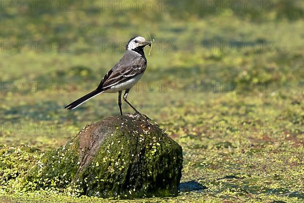 White wagtail