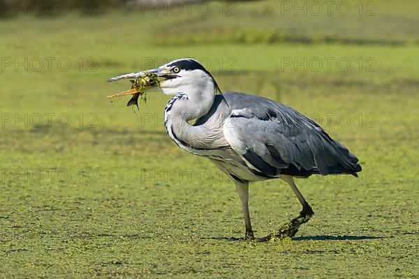 Grey heron