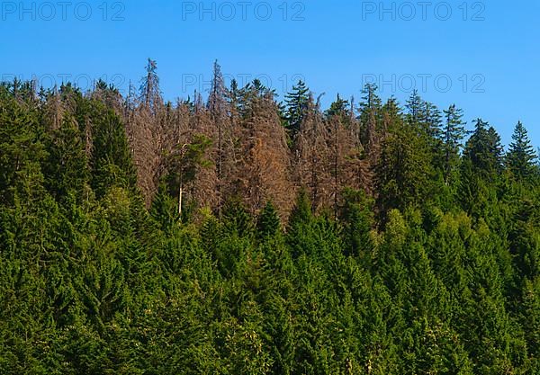 Forest dieback at Ruhestein