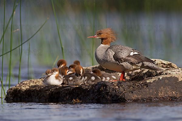 Common merganser