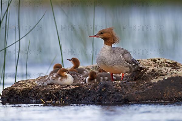 Common merganser