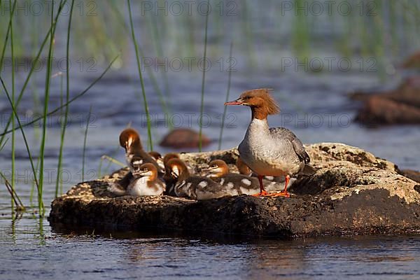 Common merganser