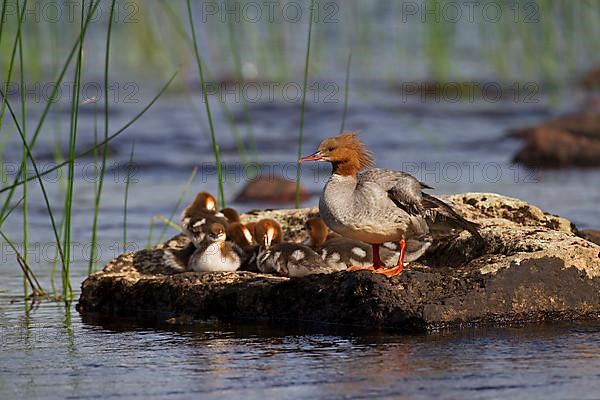 Common merganser