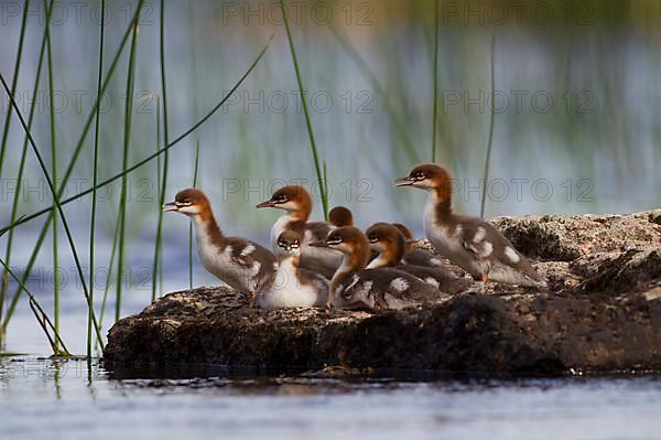 Common merganser