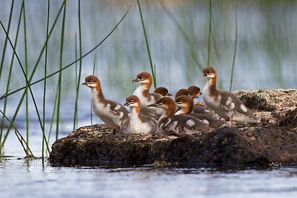 Common merganser