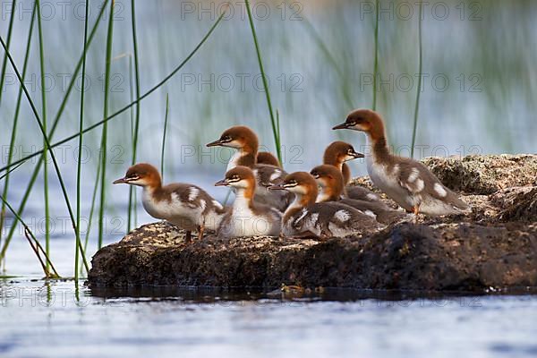 Common merganser