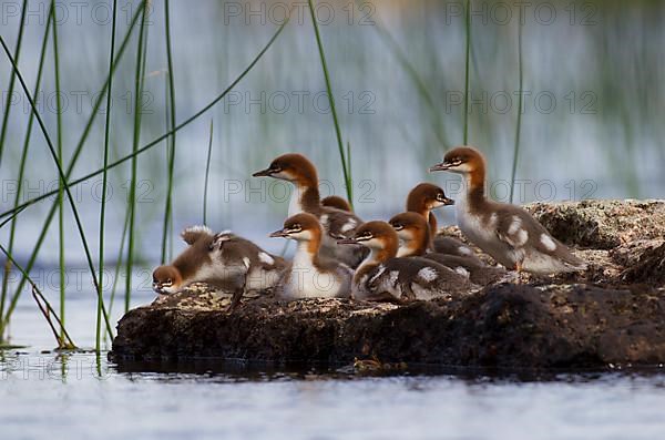 Common merganser