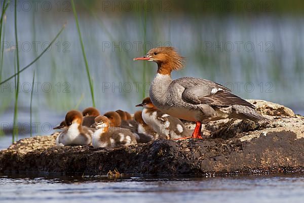 Common merganser