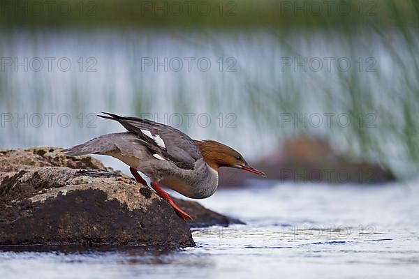 Common merganser