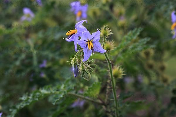 Melon leaf nightshade