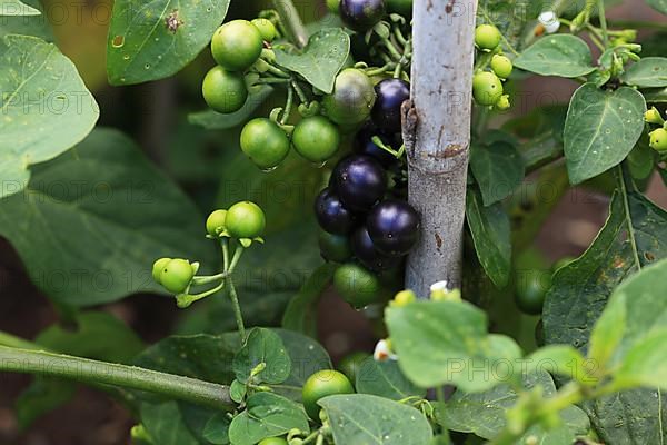 Cultivated nightshade
