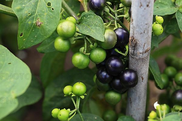 Cultivated nightshade