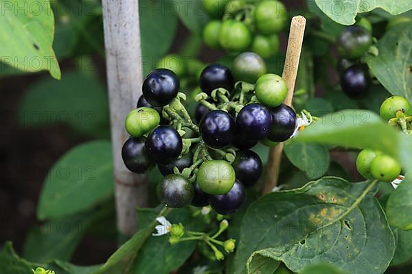 Cultivated nightshade