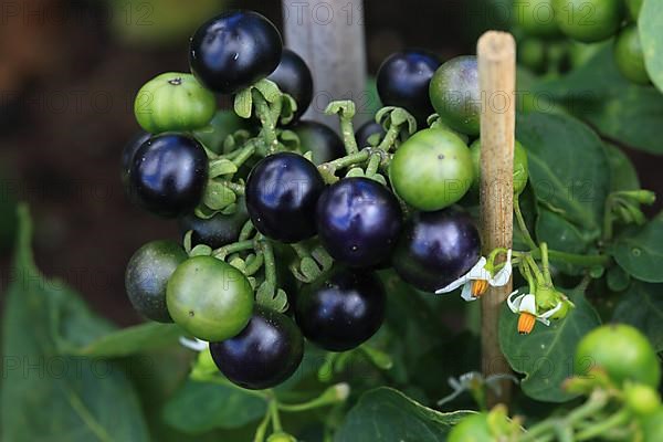 Cultivated nightshade