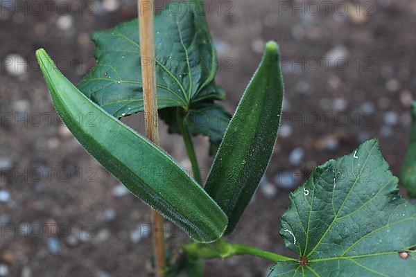 Okra