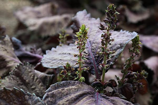 Shiso