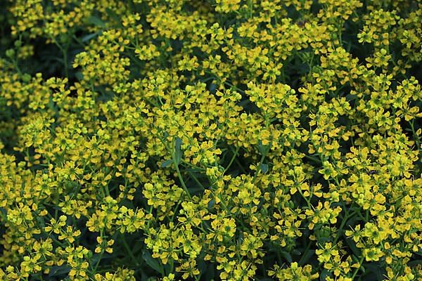 Common rue