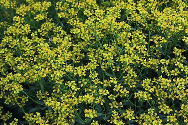 Common rue