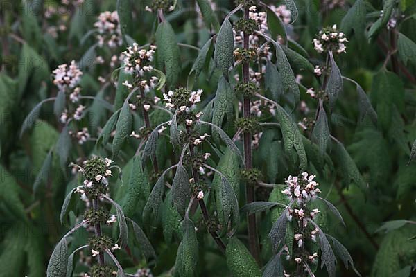 Motherwort