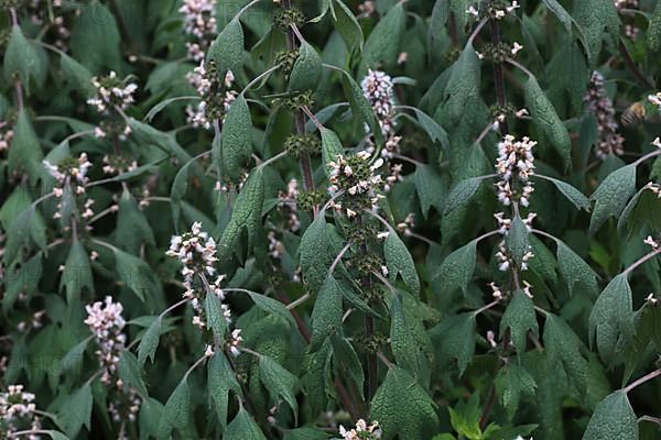 Motherwort