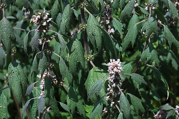 Motherwort