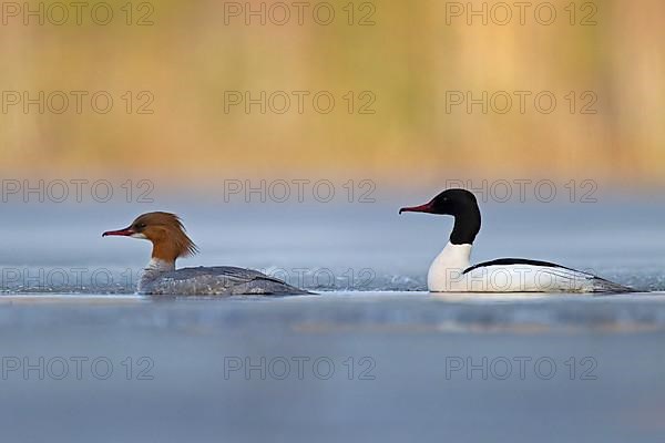 Common merganser