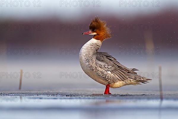 Common merganser