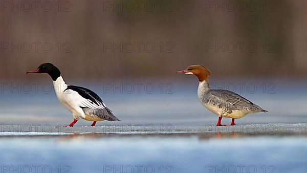 Common merganser