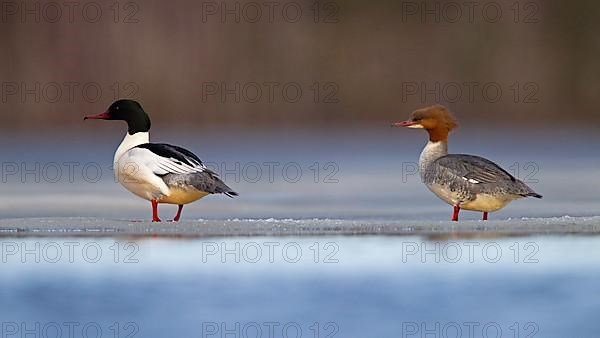 Common merganser