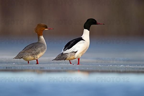 Common merganser