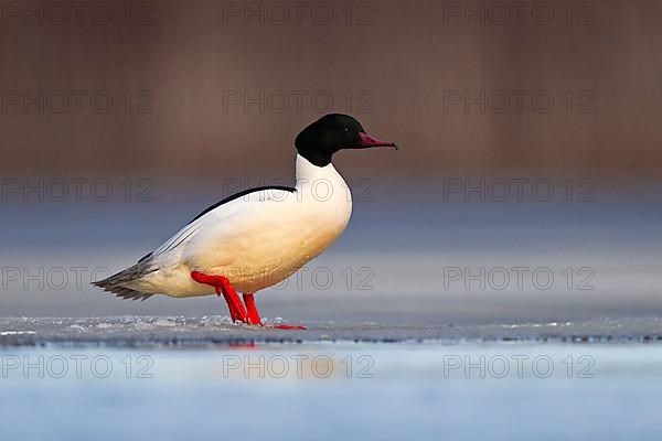 Common merganser