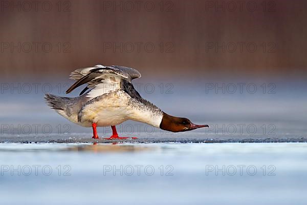 Common merganser