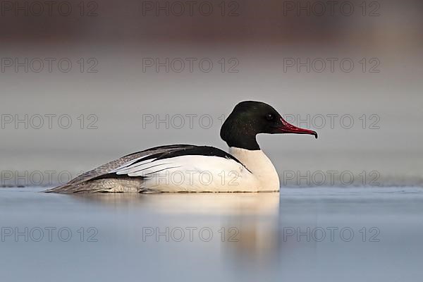 Common merganser