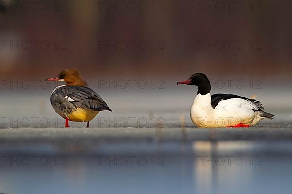 Common merganser