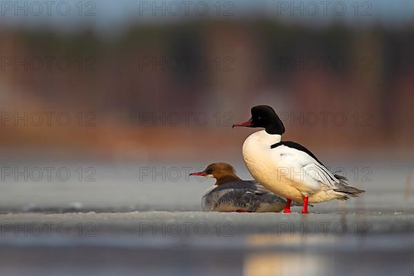 Common merganser