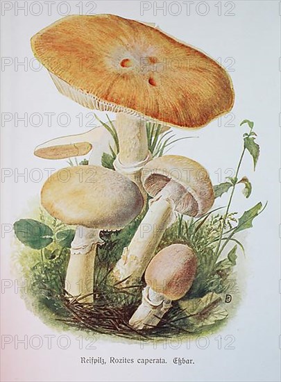 Mushroom