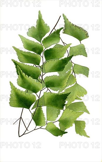 Maidenhair fern